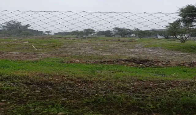 Milas'taki zeytin ağacı kesimine soruşturma