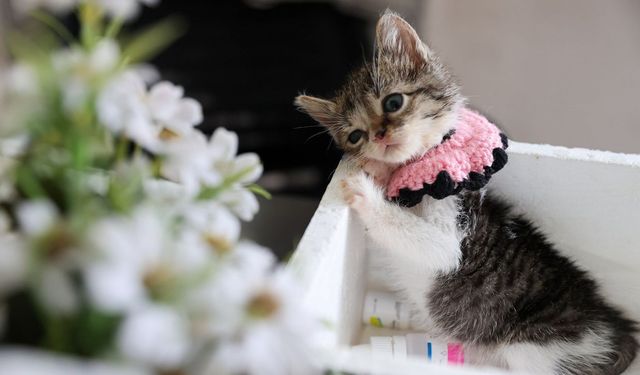 Yaşama ihtimali 'sıfır' olan Zero hayata tutundu