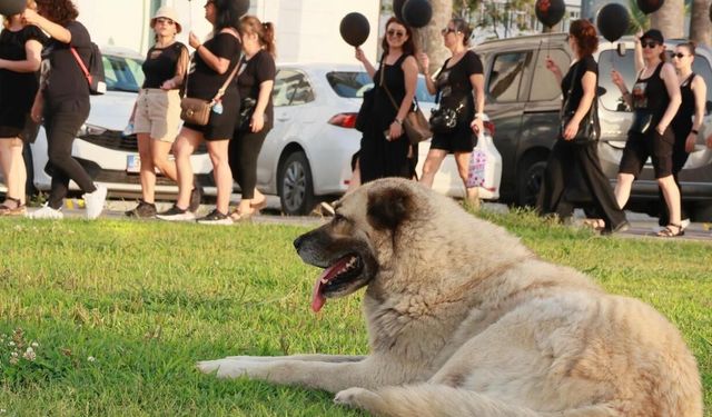 'Sokaktaki hayvanın toplatılması talimatı hukuksuzdur'
