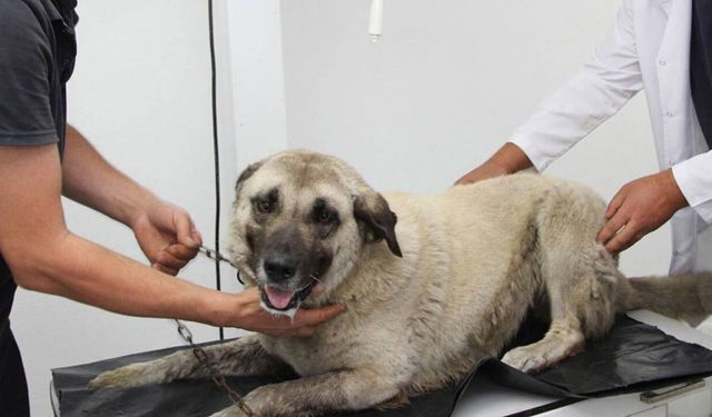 Giresun'da köpeği ezen sürücü gözaltına alındı