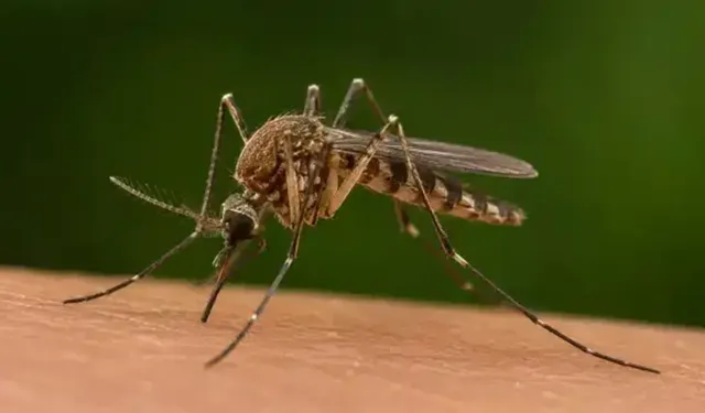 Yunanistan'da Batı Nil virüsü alarmı
