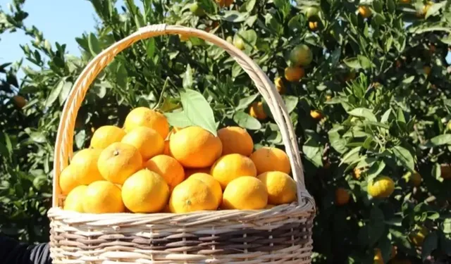 Türkiye'nin yaş meyve ihracatı 9 ayda yüzde 48 arttı