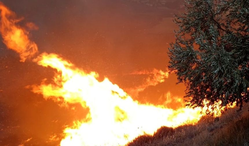 Hatay’da zeytinlikte yangın