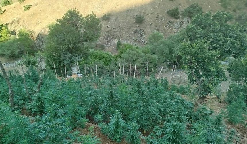 Bingöl’de 15 bin kök kenevir ele geçirildi