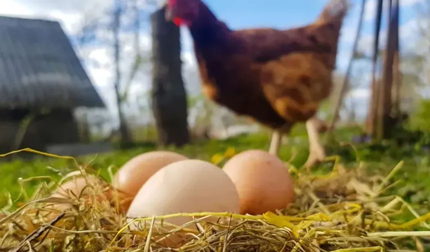Tavuk kesimi arttı, yumurta üretimi azaldı!