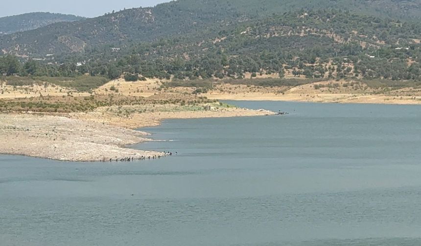 Bodrum’un barajlarında ciddi düşüş
