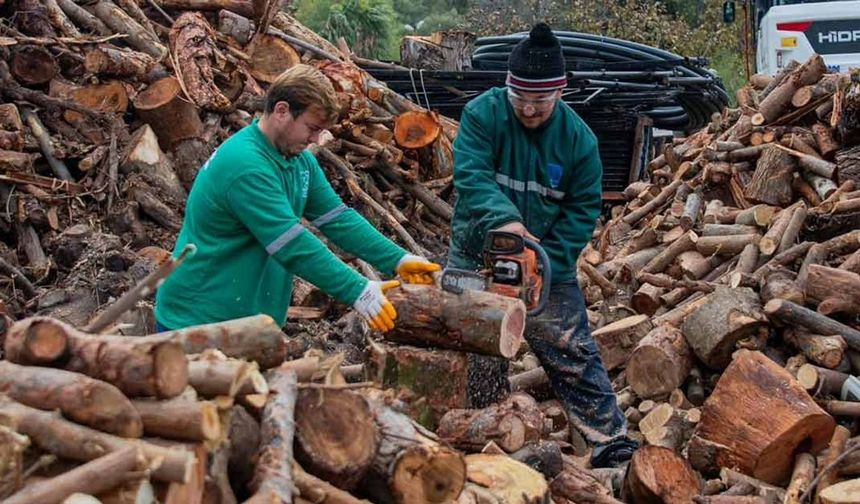 Ada'da budanan ağaçlar evleri ısıtıyor