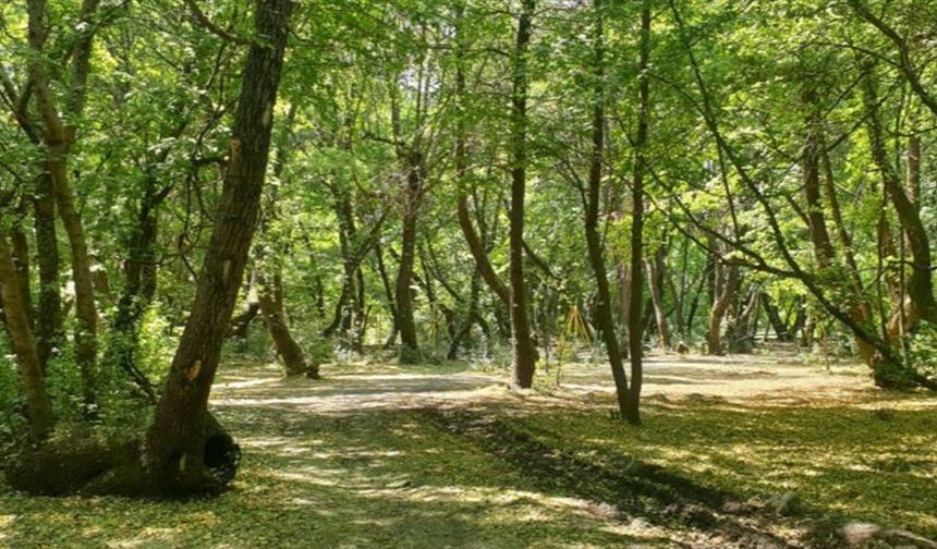 İzmir'de ormanlara giriş yasağı başladı
