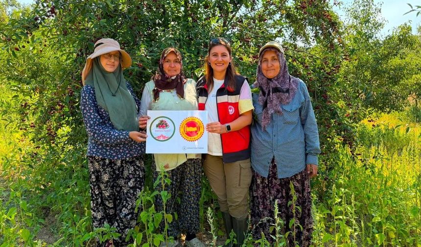 Şaphane vişnesi için tescil çalışmaları sürüyor