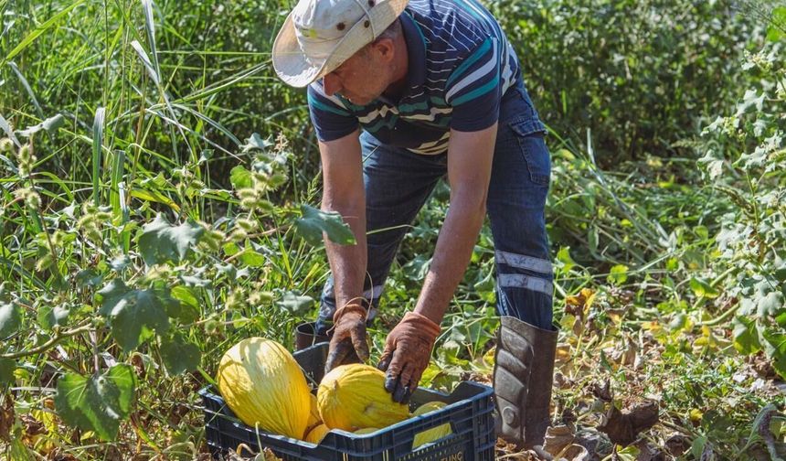 Kuşadası'nda yazın bereketi Adabahçe'de